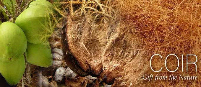 Coir manufacturing process at GLN Coir Industry