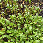 Coir Pith for horticulture